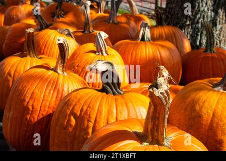 Toppa di zucca nelle soleggiate giornate autunnali. Zucche colorate per Halloween. Foto Stock
