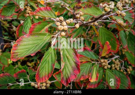 Hamamelis che inizia il colore autunnale delle foglie di un nocciolo di strega e dei suoi frutti bifidi capsula Foto Stock