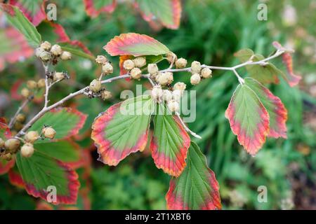 Hamamelis che inizia il colore autunnale delle foglie di un nocciolo di strega e dei suoi frutti bifidi capsula Foto Stock