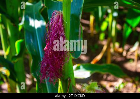 Primo piano di una seta di mais che cresce in un campo di mais in estate. Foto Stock