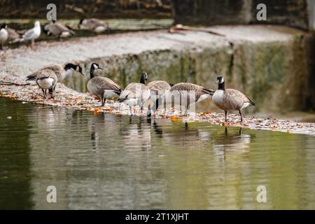 Oca canadese, oche, che mangiano da mangiare in un lago lungo il bordo di una diga di cemento. Foto Stock