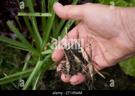 I tuberi appena raccolti di Arthropodium strictum o più comunemente il Chocolate Lily, una pianta nativa australiana utilizzata per il cibo Bush Foto Stock