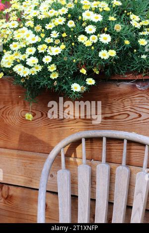 Il contenitore a parete di margherite d'arbusto dorato in fiore crea un punto luminoso di colore giallo sul patio del giardino del ristorante con sedia intemprata sotto. Foto Stock