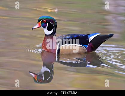 Anatra di legno colorato sul lago, Quebec, Canada Foto Stock