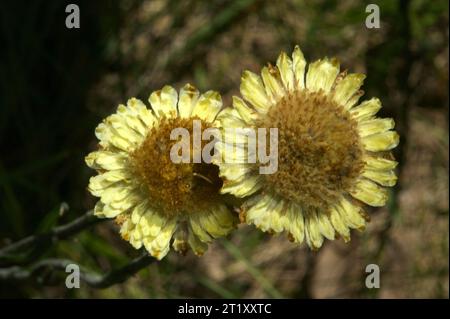 I Button Everlastings (Helichrysum Scorpioides), noti anche come Curling Everlasting, erano popolari in tempi antichi come fiori pressati, da cui il nome "eterno". Foto Stock