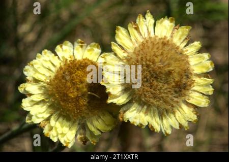 I Button Everlastings (Helichrysum Scorpioides), noti anche come Curling Everlasting, erano popolari in tempi antichi come fiori pressati, da cui il nome "eterno". Foto Stock