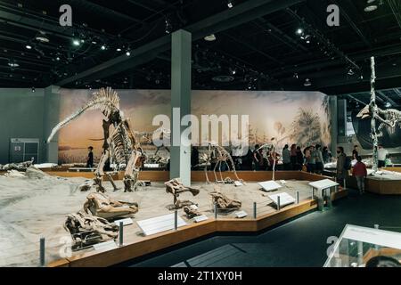 DRUMHELLER, ALBERTA - Maggio, 2022 - Triceratops prepararsi a difendersi, Royal Tyrrell Museum. Foto di alta qualità Foto Stock