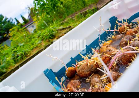 Una scatola di plastica con patate germogliate è immersa in un liquido con un disinfettante Foto Stock