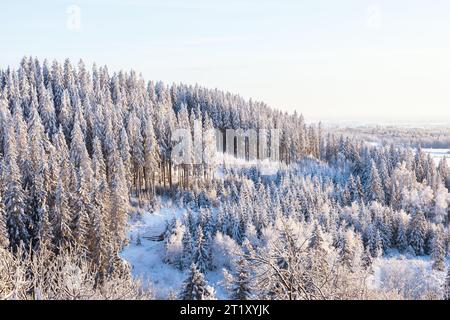 Vista del paesaggio della foresta di abeti rossi in inverno Foto Stock