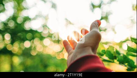 Bosco alba foresta ricreazione uomo foglie di mano Foto Stock