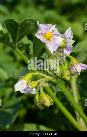 I fiori di patata fioriscono nel campo, primo piano Foto Stock