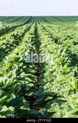 Campo verde di maturazione girasole, paesaggio agricolo. Pianta non fiorente. Piantagioni di girasole al tramonto. Sullo sfondo del sole. Yo Foto Stock