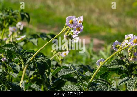 I fiori di patata fioriscono nel campo, primo piano Foto Stock