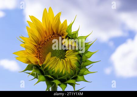 un giovane girasole inaperto cresce in un campo. concetto di coltivazione di girasole. Foto Stock