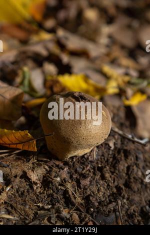 Il Lycooperdon umbrinum è un fungo puffball commestibile, foto macro impilate. Foto Stock