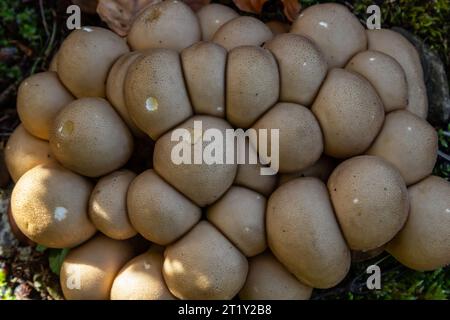 Il Lycooperdon umbrinum è un fungo puffball commestibile, foto macro impilate. Foto Stock