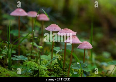 Funghi non commestibili Mycena rosella nella foresta di abete rosso. Noto come cofano rosa. Funghi selvatici che crescono nel muschio. Foto Stock