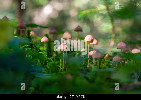 Funghi non commestibili Mycena rosella nella foresta di abete rosso. Noto come cofano rosa. Funghi selvatici che crescono nel muschio. Foto Stock