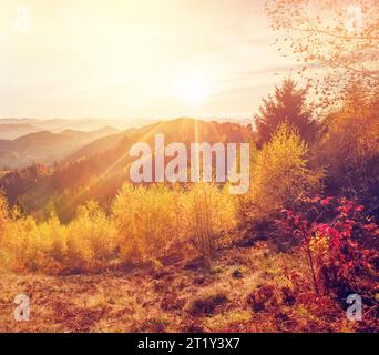 Alberi maestosi con travi soleggiate nella valle di montagna. Scena mattutina suggestiva e pittoresca. Foglie rosse e gialle. Effetto tonificante caldo. Carpazi, così Foto Stock