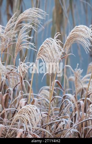 Miscanthus sinensis Gracillimus, erba argentata cinese Gracillimus, prugne di semi ricoperte di gelo in inverno Foto Stock