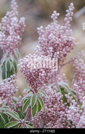 Pieris japonica, Andromeda japonica, giglio della valle, pendii ricoperti di gelo di piccoli fiori rosa a forma di urna in inverno, Foto Stock