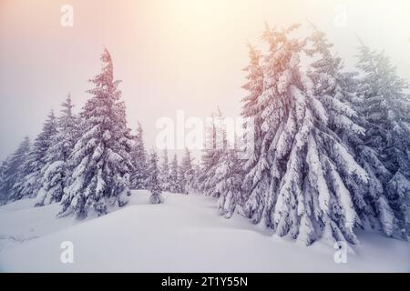 Maestoso paesaggio invernale che brilla alla luce del sole al mattino. Scenografia drammatica del vino. Luogo Carpathian, Ucraina, Europa. Mondo di bellezza. Retro e vin Foto Stock