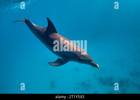 Delfino a tursiopo indo-Pacifico (Tursiops aduncus) che nuota sott'acqua Foto Stock