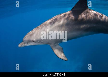 Indo-pacifico delfino maggiore (Tursiops aduncus) Foto Stock