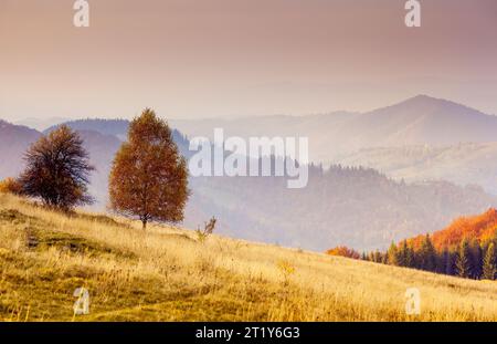 Maestoso solo albero di betulla su un pendio di collina con travi soleggiate a valle di montagna. Spettacolare scena mattutina colorata. Foglie d'autunno rosse e gialle. Carpazi Foto Stock