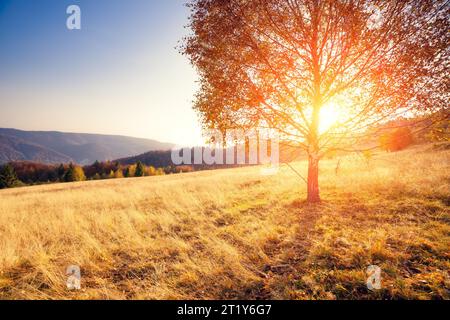 Maestoso solo albero di betulla su un pendio di collina con travi soleggiate a valle di montagna. Spettacolare scena mattutina colorata. Foglie d'autunno rosse e gialle. Carpazi Foto Stock