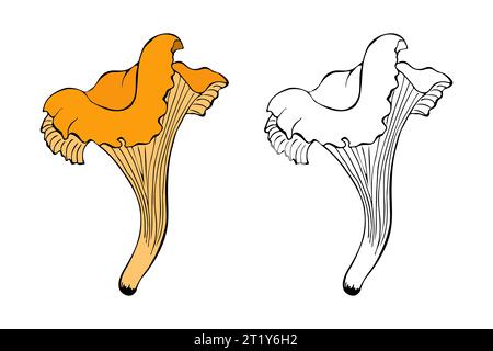 Fungo chanterelle con contorno disegnato a mano, sfondo bianco isolato. Illustrazione vettoriale Illustrazione Vettoriale