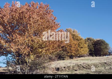 Alberi di faggio europeo in caldi colori autunnali contro un cielo blu Foto Stock