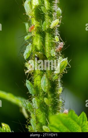 Macrosiphum rosae, l'afide delle rose è un'afide della famiglia Aphididae, Hemiptera. Foto Stock