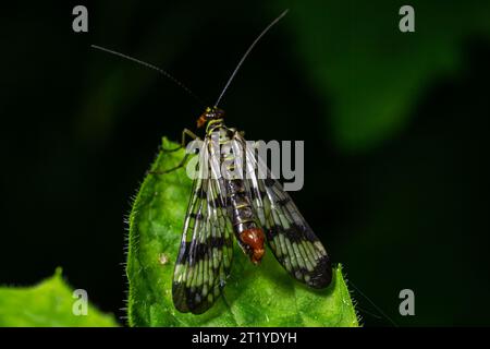 Primo piano su uno scorpionfly tedesco , Panorpa germanica seduta su una foglia verde. Foto Stock