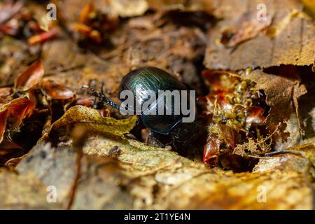 Scarabei noiosi della terra, Anoplotrupes stercorosus. Foto Stock