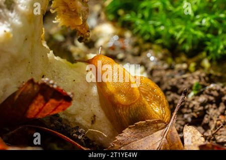 Lumaca, Dusky Arion, Arion subfuscus, lumaca terrestre che mangia un fungo nella foresta. Foto Stock