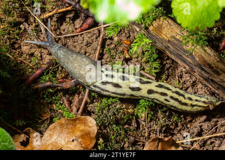 Limax maximus - lumache di leopardo che strisciano a terra tra le foglie e lascia un sentiero. Foto Stock