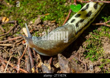 Limax maximus - lumache di leopardo che strisciano a terra tra le foglie e lascia un sentiero. Foto Stock