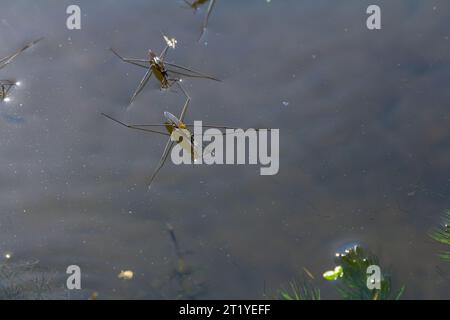 Un primo piano di Gerris lacustris o skater comune. Foto Stock