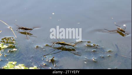 Un primo piano di Gerris lacustris o skater comune. Foto Stock