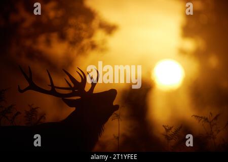 Un cervo rosso all'alba, scattato quest'anno durante il rut a Richmond Park, Londra. LONDRA, INGHILTERRA LE IMMAGINI INCREDIBILI mostrano due cervi che vanno a prendere le corna Foto Stock