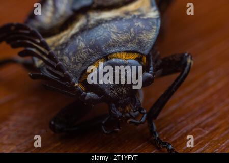 Foto ravvicinata di Click Beetle scattata dalla parte anteriore che mostra le sue antenne, le zanne e gli occhi Foto Stock