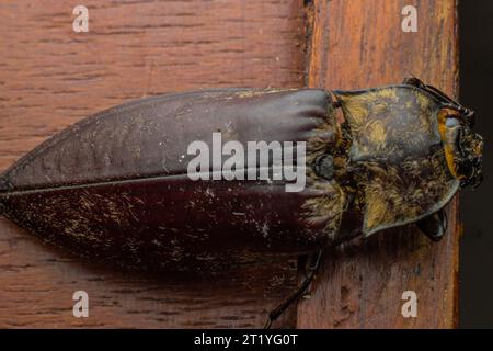 la forma del corpo dello scarabeo a scatto ripresa dall'alto sotto lo stile di fotografia macro. Foto Stock