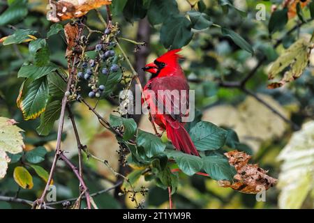 Cardinale che si nutre di bacche negli alberi. Foto Stock