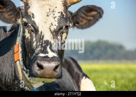 Il volto della mucca da vicino, la testa calma e rilassata che guarda la fotocamera, una mucca in bianco e nero con etichetta auricolare gialla, macchie bianche sulla fronte. Foto Stock