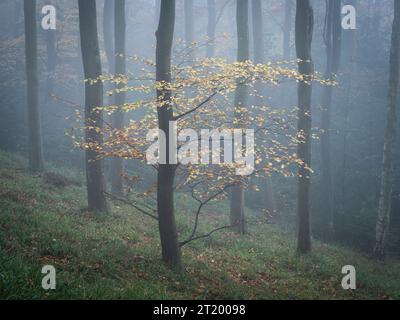 La quintessenza dei boschi inglesi in autunno e in condizioni di nebbia, South Shropshire, Inghilterra, Regno Unito Foto Stock