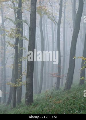 La quintessenza dei boschi inglesi in autunno e in condizioni di nebbia, South Shropshire, Inghilterra, Regno Unito Foto Stock