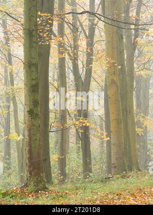 La quintessenza dei boschi inglesi in autunno e in condizioni di nebbia, South Shropshire, Inghilterra, Regno Unito Foto Stock