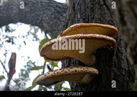 Dryad's Saddle in Pennsylvania Foto Stock