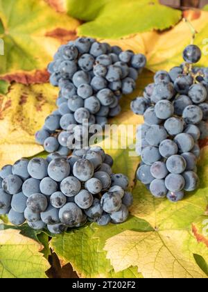 grappolo di uva matura su foglie di vino, concetto di vendemmia autunnale Foto Stock